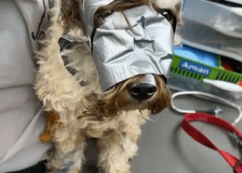 M1108025 This poor dog was found in dumpster completely wrapped in duct tape the rescuers said they had never seen anything like it But part1