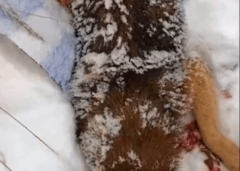 M1108026 Fue encontrado en la niev3 sucedio esto part1