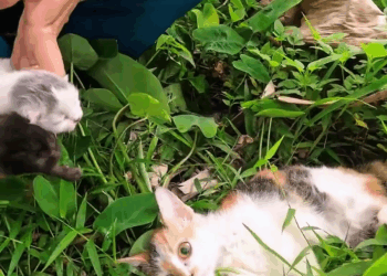 M2907045 Rescue family of cats animal animalsoftiktok rescueanimals resc