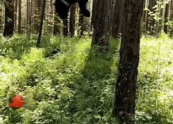 M1108033 Video by wesavinganimal part2