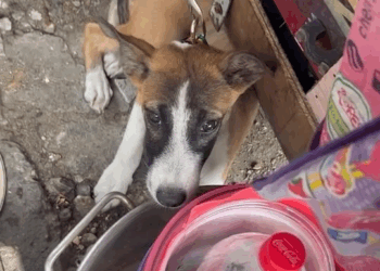 M1108034 Urgent need Rescue Puppy pa lang Nadaanan ko lang May appointment ako sa Dentist ng may narinig akong umiiyak na puppy sinaSak part2