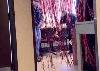 M1108035 Puppy Abandoned In Basket Chases Her Rottweiler Sister Now part2