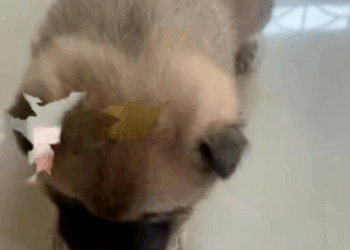 M2907046 Rescue family of cats animal animalsoftiktok rescueanimals resc