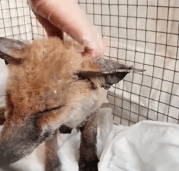 M2907014_don think ll take him home and then…… rescueanimal… Hearts Paws Rescue_part2 – Copy