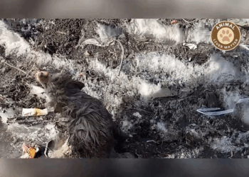 M1608042 Paralyzed and Terrified Dog Trapped in Filthy Puddle Pushes Away Help Until One Person Won Give Up part2