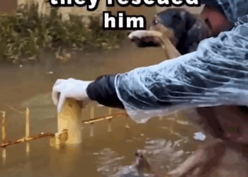 M1608001 Rescuing Dog Stranded by Floodwaters FloodRescue DogHero rescuedog dogs shortsviral shorts Story Hub part2