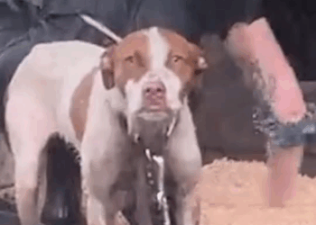 M1608003 Left outside tied up and all alone in the pouring rain