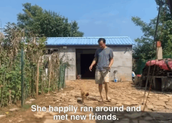 M1808001 With one eye injured she crawled step by step in the heavy rain trying to find food and shelter part2