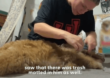 M1608004 Matted Dog Is So Relieved To Get His First Bath Ever part2