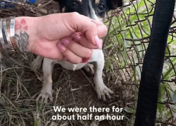 M1608005 Stray Dog Was Terrified Of Being Touched Until This Woman Showed Him How To Love part2