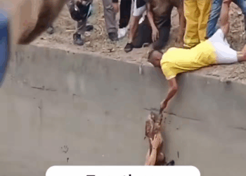 M1608007 The owner jumped into the smelly ditch to save the pet surprisingly part2