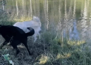 M2907047 black wolf we adopted after year rescue animal