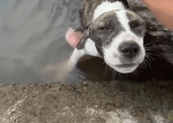 M1608008 Poor dog pet xuhuong fyp trending dog dogsoftiktok petsoftiktok part2