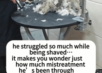 M1608009 8Stray dog rescue Hope in Every Paw part2