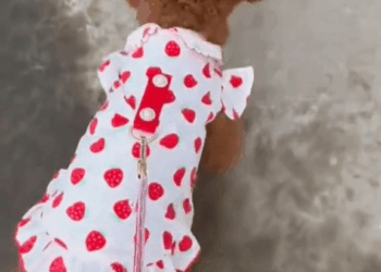 M1608010 Will you lend helping hand to dog with strong desire for survival Hope in Every Paw part2