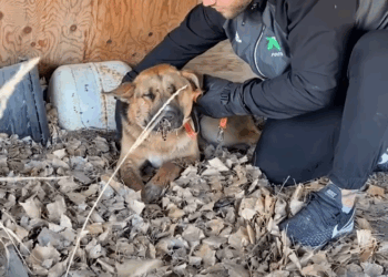 M1608011 Dog Stuck Under Deck With Porcupine Quills On His Face Looks So Different Now part2