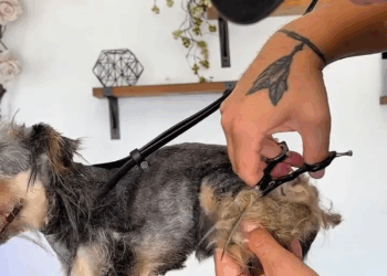 M1608012 Video by theladogstylist part2