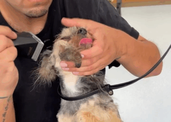 M1608013 Video by theladogstylist (1) part2