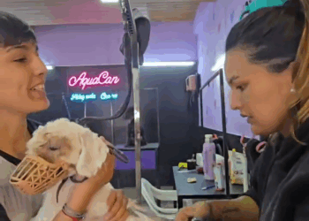 M1608014 Hoy nos toco un Super Reto en la Peluqueria Hace unos días una familia lo encontró en la calle decidieron darle una nueva vida part2