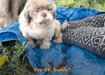 M1608015 Sad Dog Dumped In Park Is So Relieved To Get Rescued part2