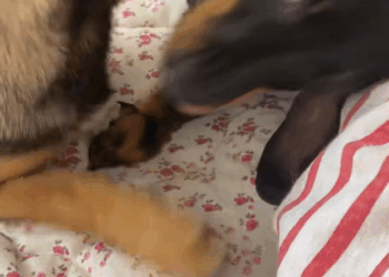 M1608016 Paula Impreuna de ani