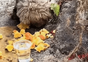 M1608017 In the road we found hungry puppy dogrescue puppylove helpinghands dogsoftiktok animalshelter hearttouching Nitin FF part2