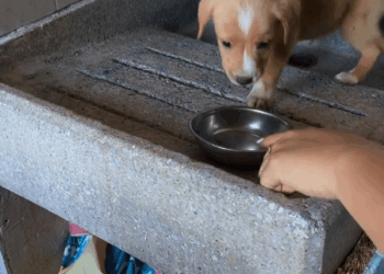 M2907030 Pobrecito como estaba de trist3 en ese lugar Jose Delgado part2 Copy