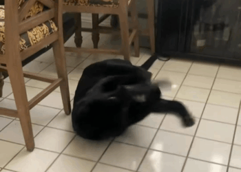 M2907048 Rescue black leopard on the road rescue animal animalsoftiktok part2 Copy