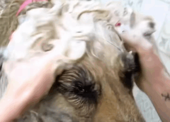 M1608018 foryou rescuedog puppy puppiesoftiktok puppydog dogvideos part2