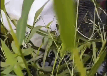 M1608019 Beruntung banget bisa diselamatkan fyp virals kucing jangkauanluas fbpro fypage catlovers trending Susmoro part2