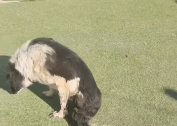 M1608020 Nunca ha caminado pobrecito su deseo es correr no ha podido ser feliz suplicamos ayuda doglover PerrosFelices dogstagram amora part2