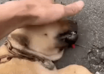 M1408027_Miracle She was already critically ill from her wandering but the man saved her with love_part2