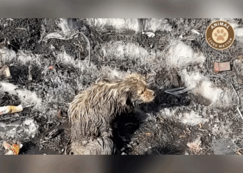 MB180800 Paralyzed and Terrified Dog Trapped in Filthy Puddle Pushes Away Help Until One Person Won Give Up part2