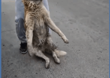 MB1108009_He Gave Up on Humans Until One Knelt Down to Help_part2