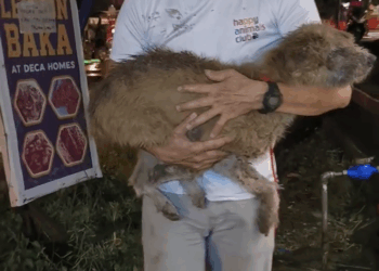 M1608021 We named this sad little dog Maxwell