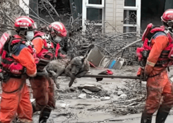 M1608022 After mountain torrents hit Yuzhong County in Gansu Province firefighters rescued dog trapped in thick mud for more than hours
