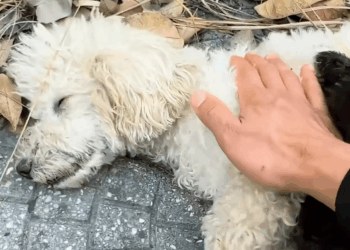 M2907049 Rescue family dog on the road rescue animal animalsoftiktok res