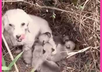 M1608026 Mother Plea on the Road dog dogrescue dogs rescue lovedogs puppy Pet Guardians part2