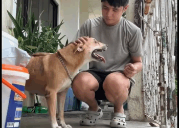 M1608029 Potpot story