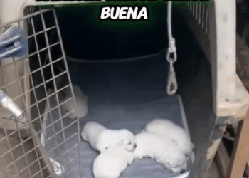 M1608030 Estás Personas Son Héroes Sin Capa reelsviral viralreels animales ayuda OHCZ part2