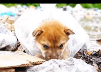 M1608031 People are cked puppy fybシ puppylove Pawly Rescuers Tv part2