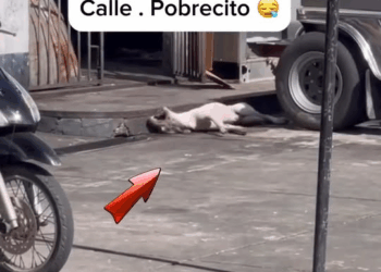 M1608032 Pobrecito lo abandonaron en la calle El Mundo De Jan part1