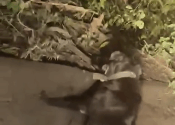 M1608033 s Procura se tutor desse cachorro Recebemos um pedido de socorro Esse cachorrinho está na Alameda da Cássia bairro vilas do Arraia part1