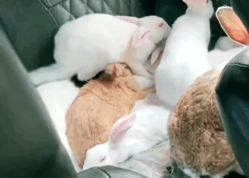 M2907050 man accidentally saved baby rabbit and the surprise behind it re
