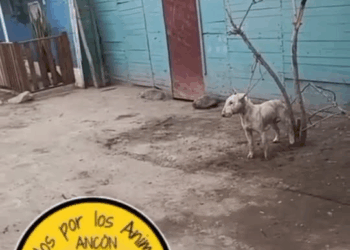 M1608035 ATENCIÓN SE BUSCA EL DUEÑO DE ESTE PERRITO QUE SE ENCUENTRA EN CALICHERA