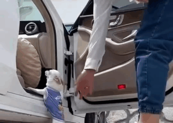 M1608038 Chicago Rescue Dog Rangers on Reels part2