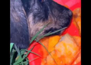 M1608039 No podía mover su cuell0 pero el amor fue su medic na part2