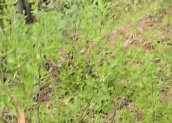 M1608040 Ella es Lulú encontrada en una comunidad campesina en Ayacucho estuvo en esas condiciones pero con mucho enfuerzo pudimos llevarla part2