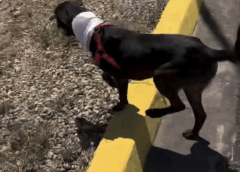 M1608041 El de abril del rescatamos azabache las pm después de haberlo buscado todo el día Por un momento pensamos que era tarde part2