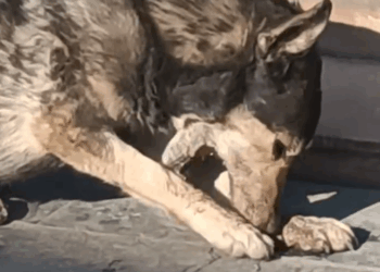 M1408006_Rescuing Stray Dog with Bone Stuck in Its Mouth_part2